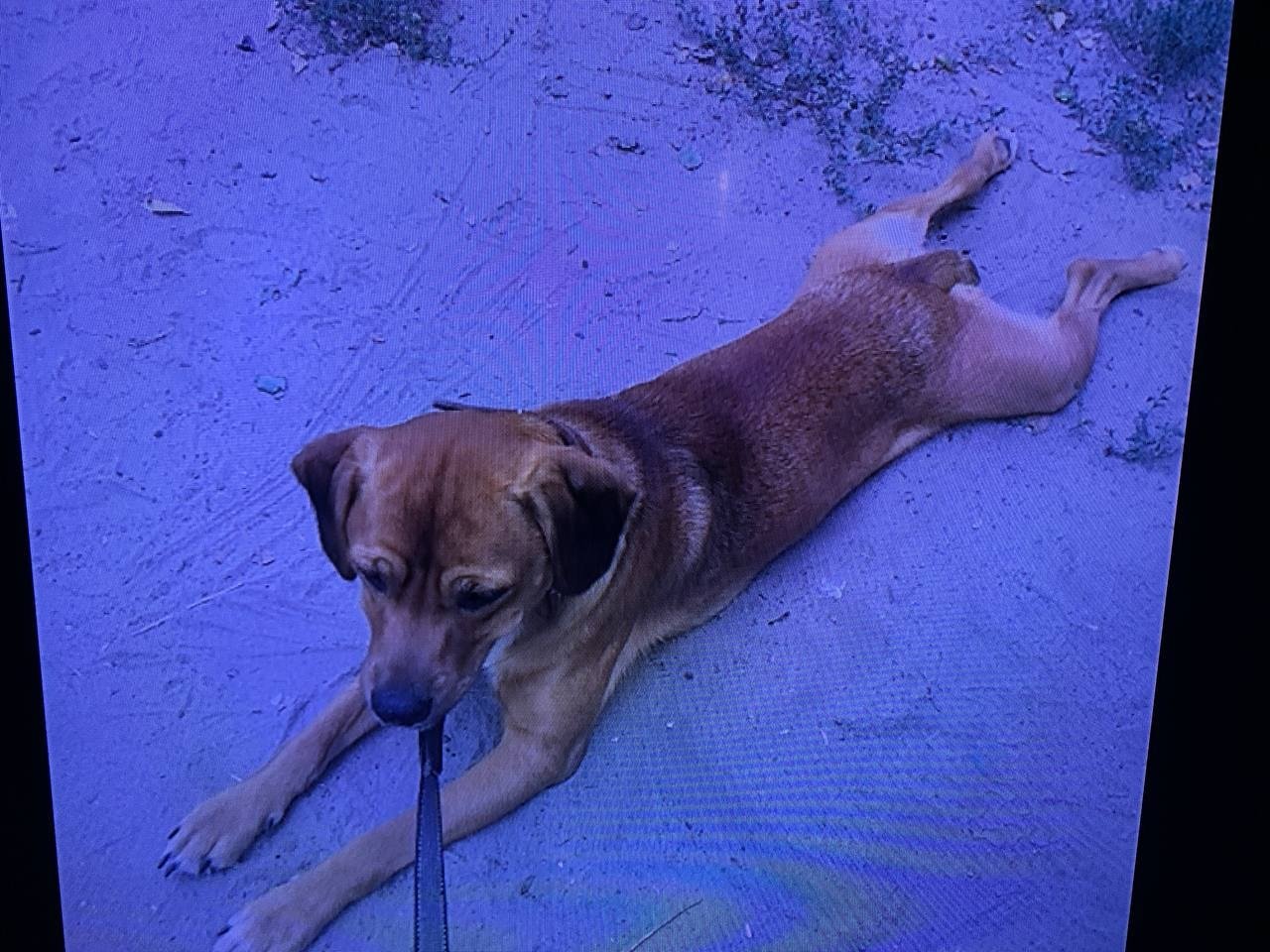 В Днепре пропало много животных: помогите найти 3