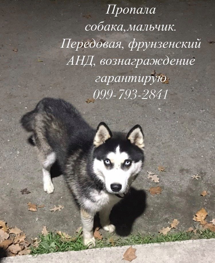 В Днепре пропало много животных: помогите найти 4