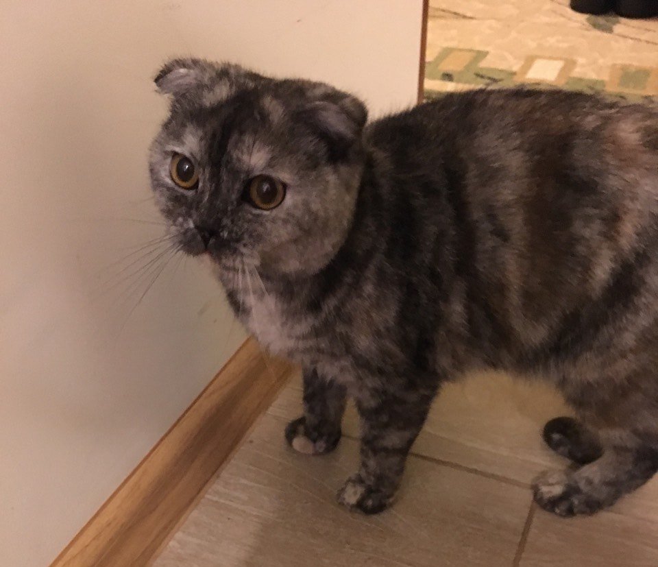 В Днепре пропало много животных: помогите найти 5