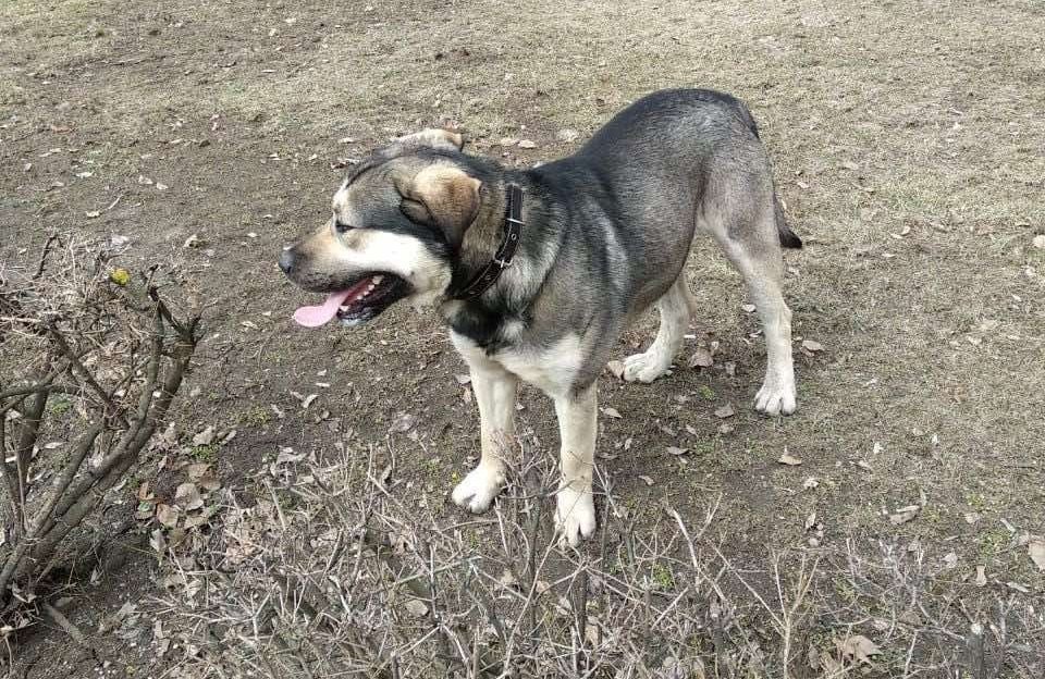 В Днепре пропало много животных: помогите найти 6
