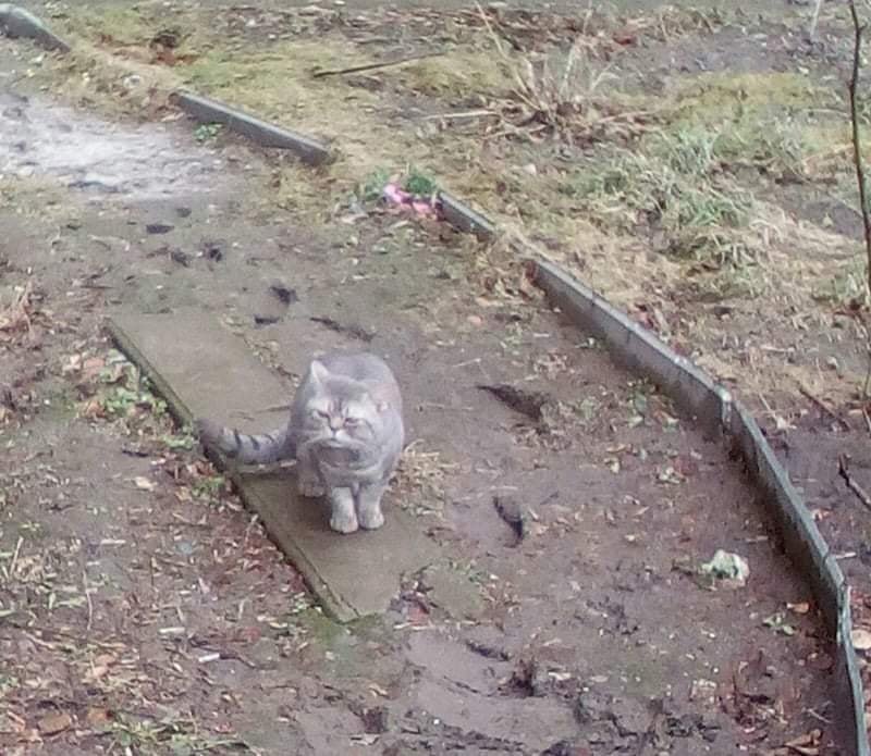 В Днепре пропало много животных: помогите найти 8