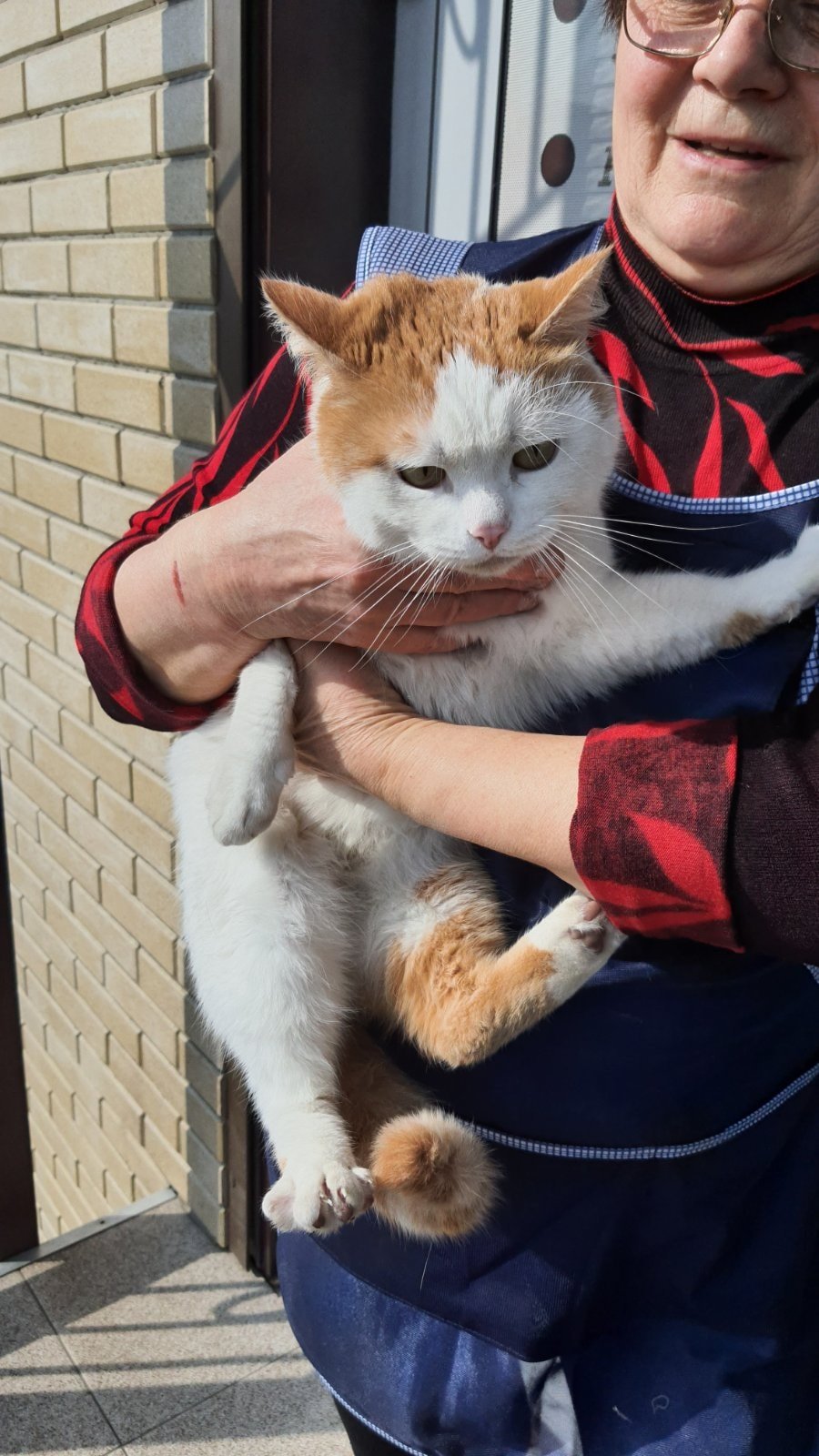 В Днепре пропало много животных: помогите найти 9