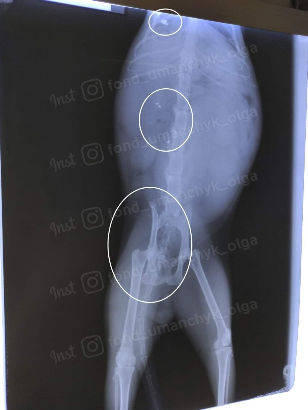 Котик многое пережил 