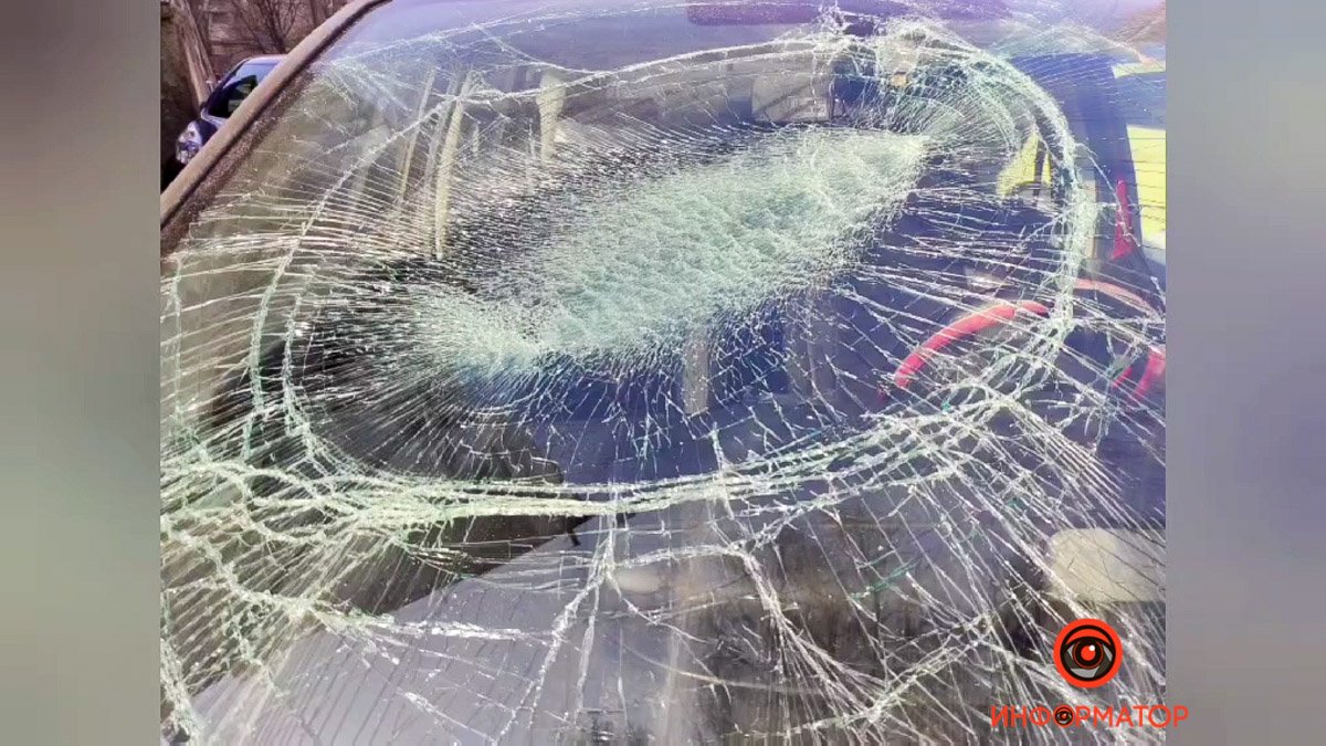 По словам юриста, ответственность лежит на хозяйке животного По словам юриста, ответственность лежит на хозяйке животного