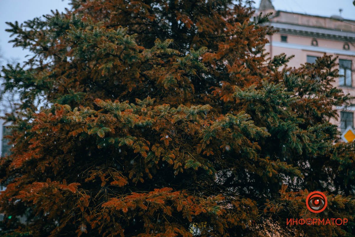 Рыжие елки Рыжие елки