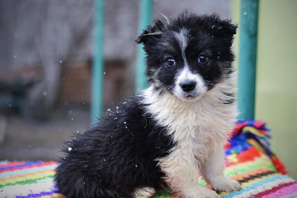 Животные ищут дом: где в Днепре найти себе кота или собаку 1