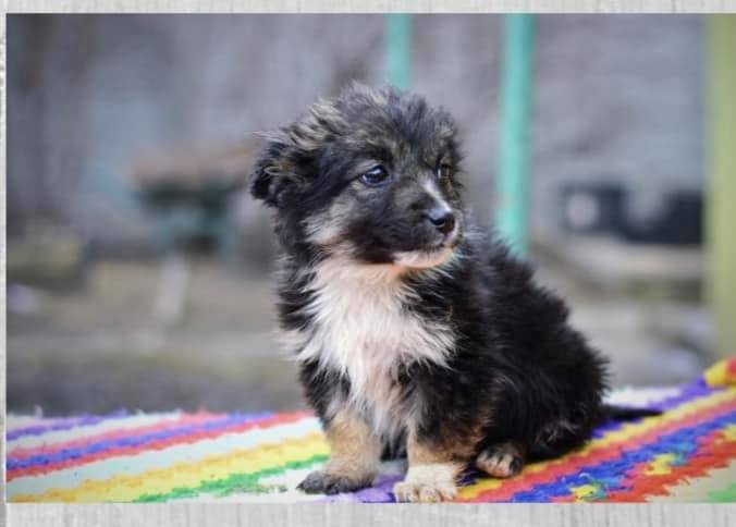 Животные ищут дом: где в Днепре найти себе кота или собаку 3