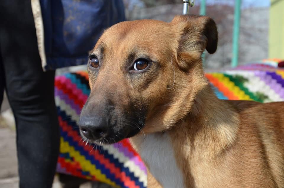 Животные ищут дом: где в Днепре найти себе кота или собаку 4