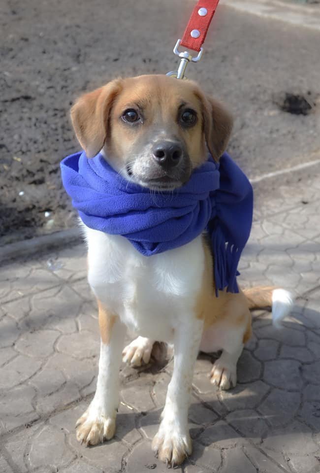 Животные ищут дом: где в Днепре найти себе кота или собаку 5