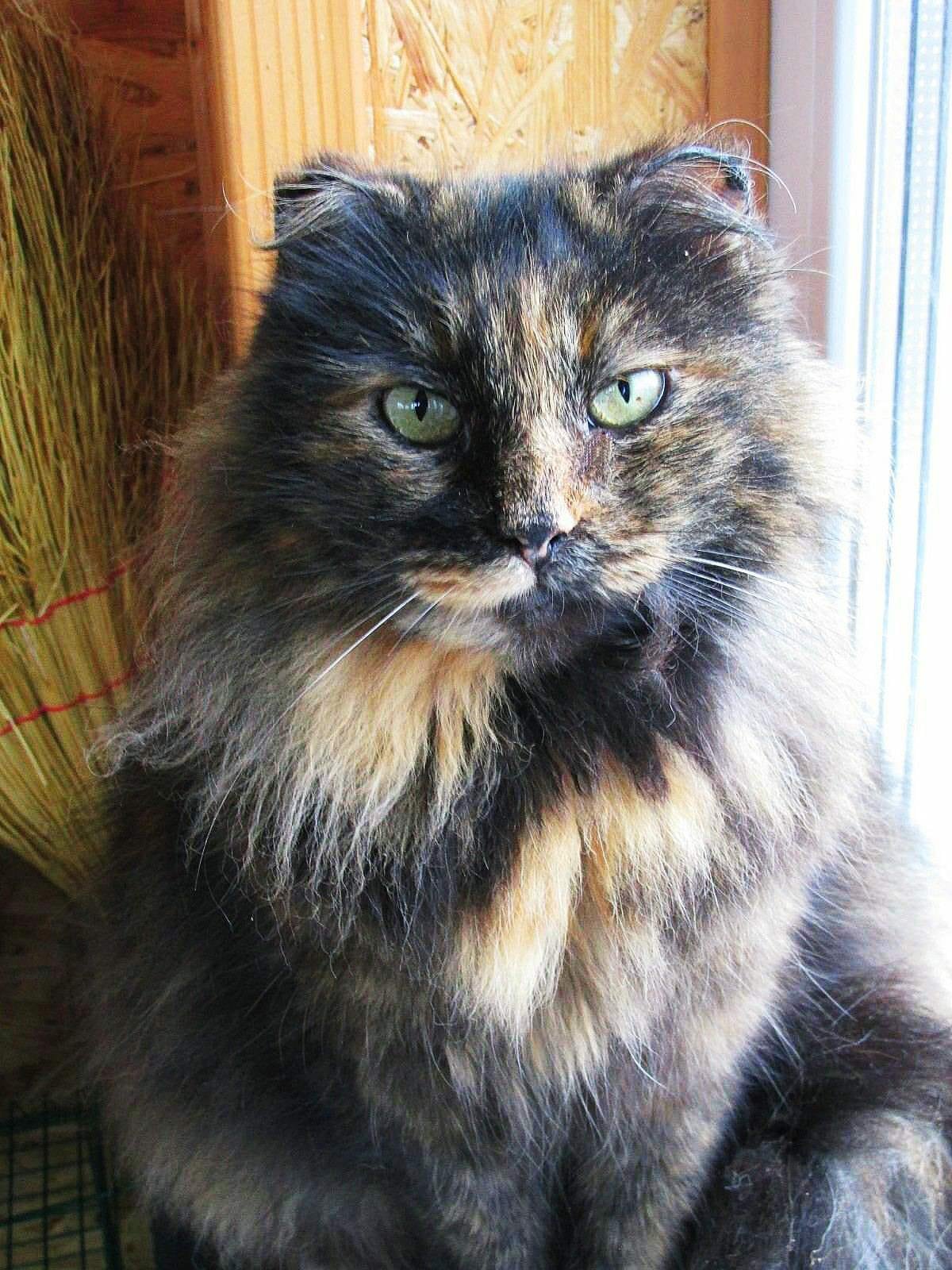 Животные ищут дом: где в Днепре найти себе кота или собаку 6