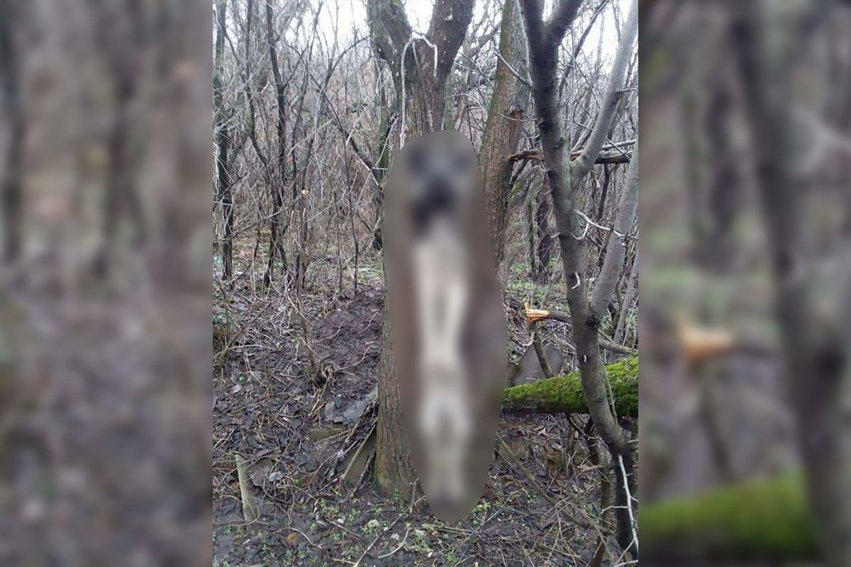 В Каменском живодеры повесили собаку на дереве 1