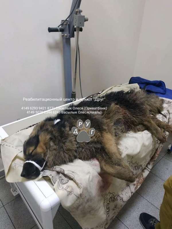 Мохнатый попал в реанимацию, но ему еще можно (и нужно) помочь Мохнатый попал в реанимацию, но ему еще можно (и нужно) помочь