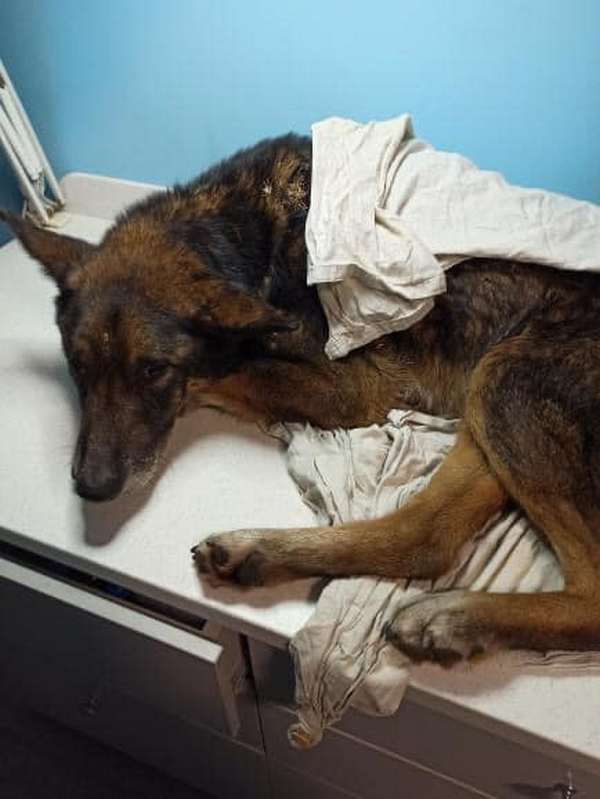 Шансу дали шанс. Теперь нужно оправдать его Шансу дали шанс. Теперь нужно оправдать его