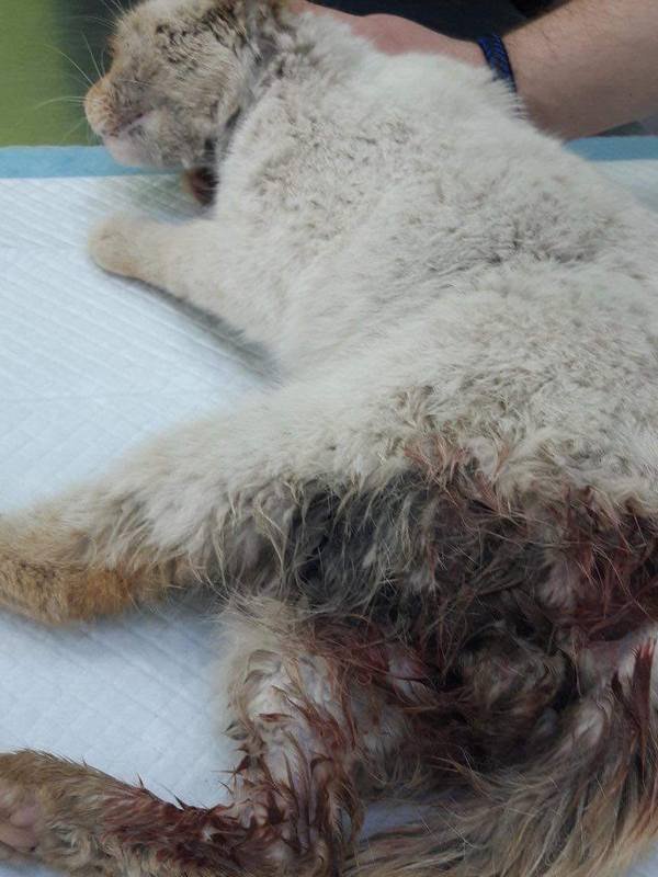 Байдена забрали с улицы. Он был в гематомах ушибах и с глубокими ранами Байдена забрали с улицы. Он был в гематомах ушибах и с глубокими ранами