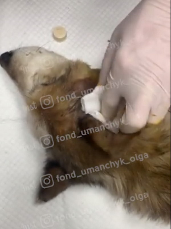 Салют прошел многие испытания и заслуживает на то, чтобы быть счастливым и здоровым питомцем Салют прошел многие испытания и заслуживает на то, чтобы быть счастливым и здоровым питомцем