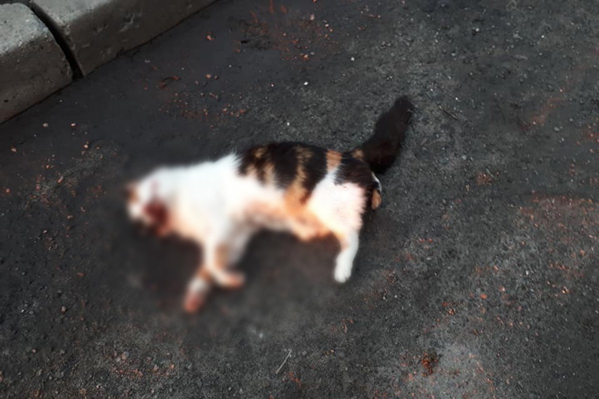 Кошку выбросили из окна восьмого этажа
