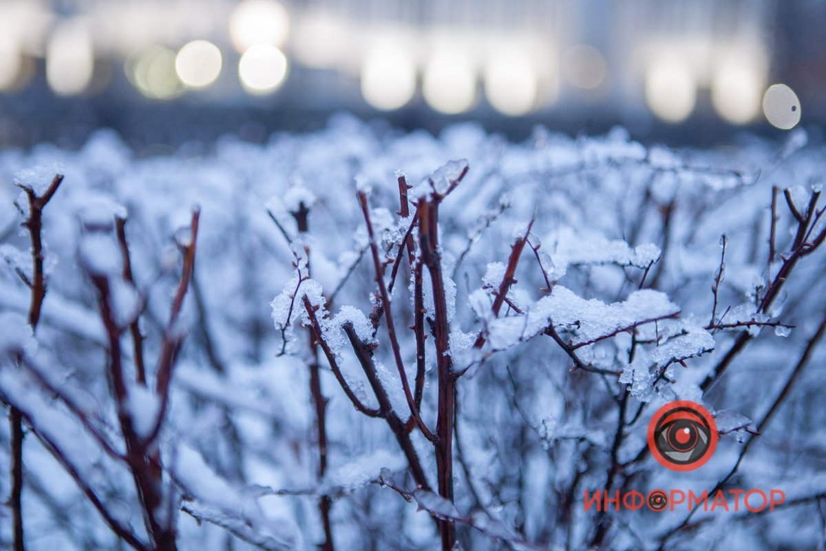 Хуже всего придется ранним цветам, деревьям и кустам