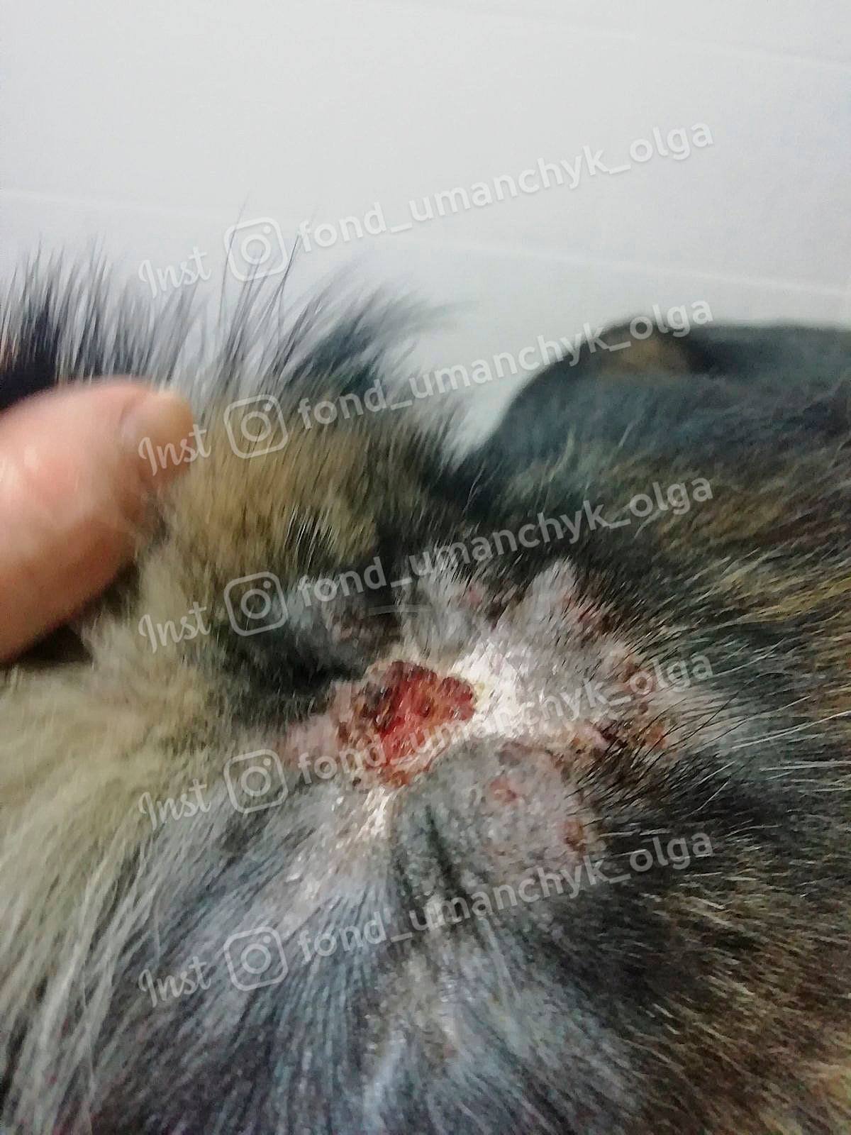 В Днепре слепую собаку облили кислотой: нужна помощь 2