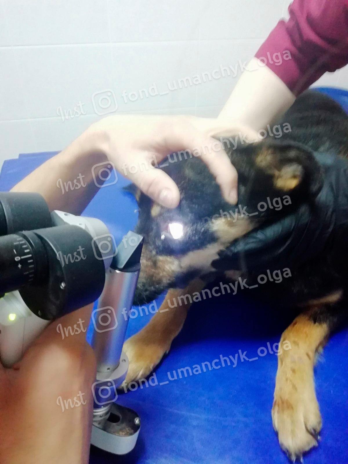 В Днепре слепую собаку облили кислотой: нужна помощь 3