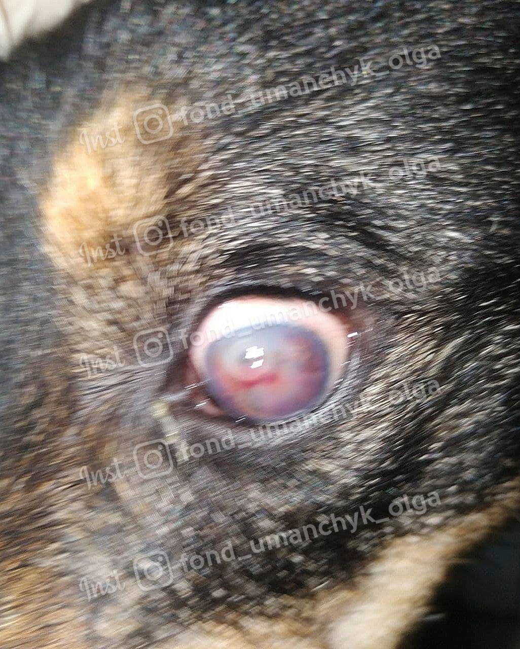 В Днепре слепую собаку облили кислотой: нужна помощь 4