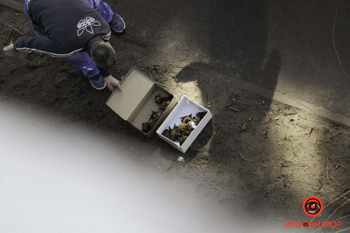 Несчастные животные ударились о карнизы