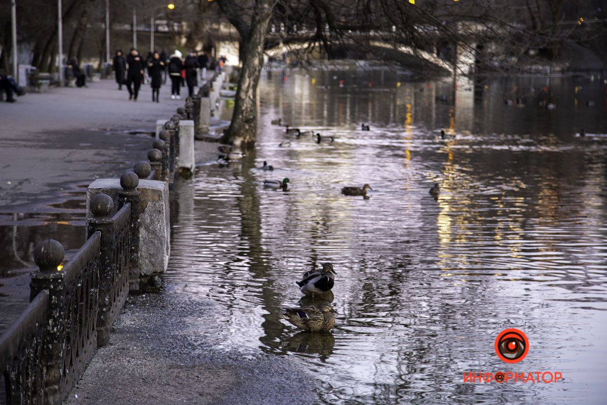 Утки пока по аллеям не плавают Утки пока по аллеям не плавают