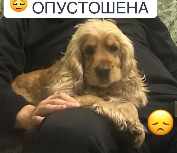В Днепре пропало много животных: помогите найти 2