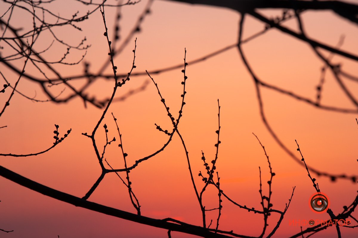 Расцветает в рассвете