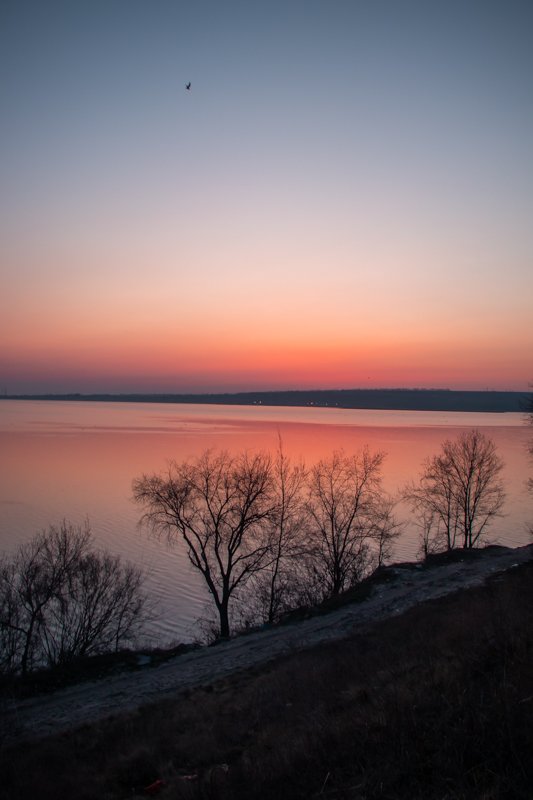 Фотогеничная птица