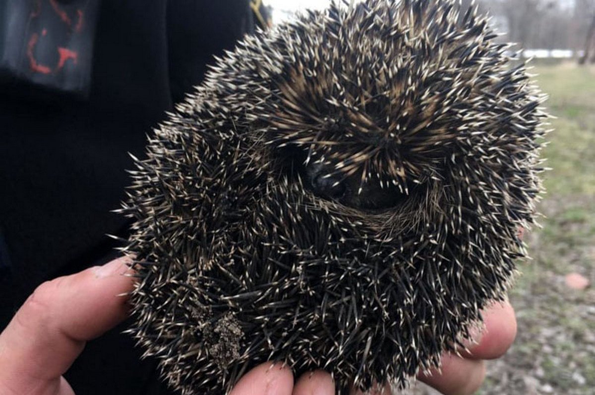 В пожаре спасли ежика