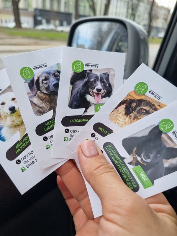 Здесь может быть ваш питомец Здесь может быть ваш питомец