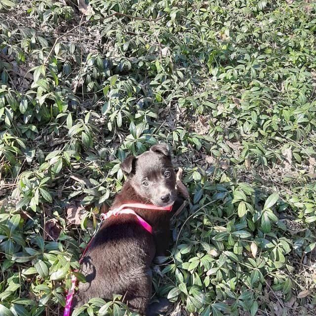 Животные ищут дом: где в Днепре найти себе кота или собаку 1