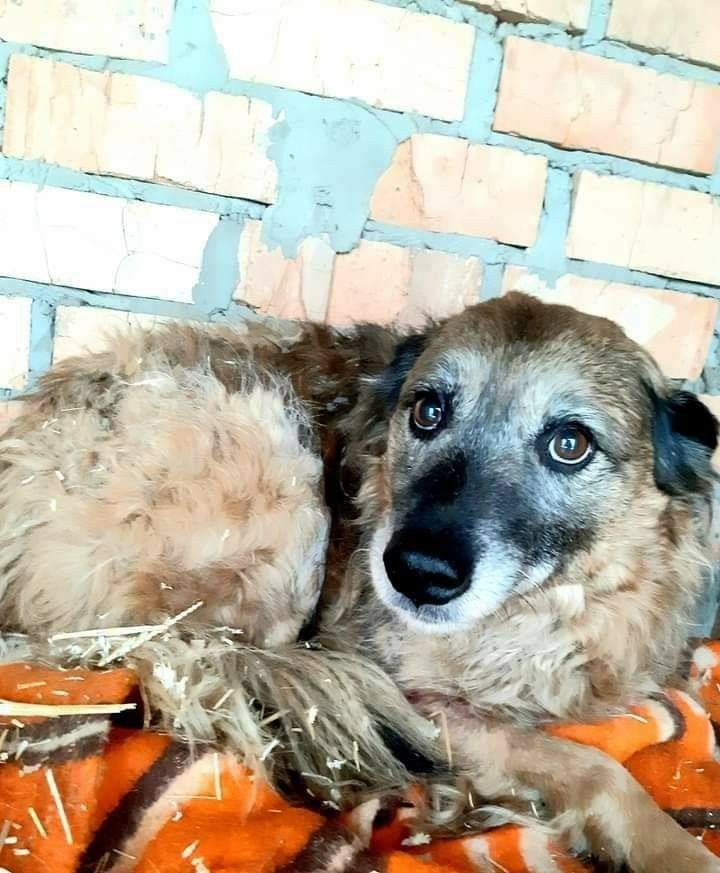 Животные ищут дом: где в Днепре найти себе кота или собаку 4