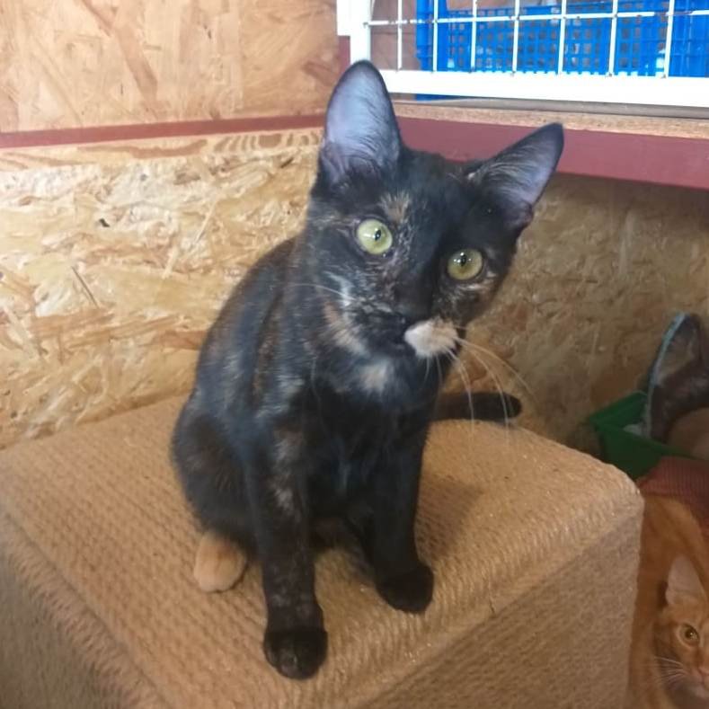 Животные ищут дом: где в Днепре найти себе кота или собаку 5