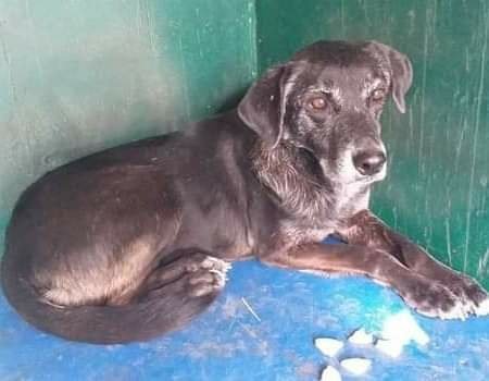 Животные ищут дом: где в Днепре найти себе кота или собаку 6