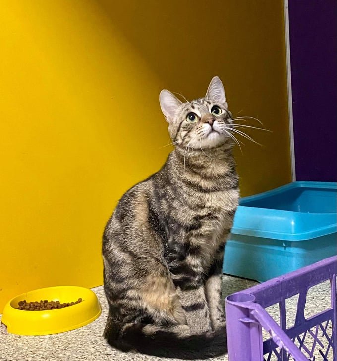 Животные ищут дом: где в Днепре найти себе кота или собаку 7