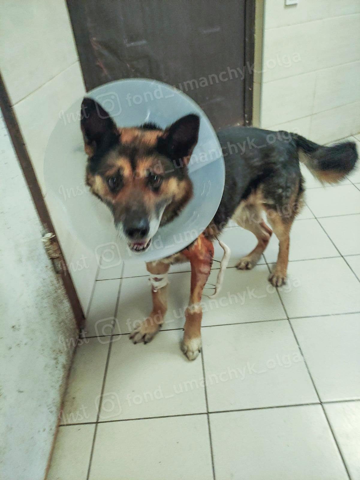 Выстрелили в шею, морили голодом и лишили зрения: каким животным в Днепре нужна помощь 1