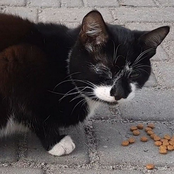 Выстрелили в шею, морили голодом и лишили зрения: каким животным в Днепре нужна помощь 2