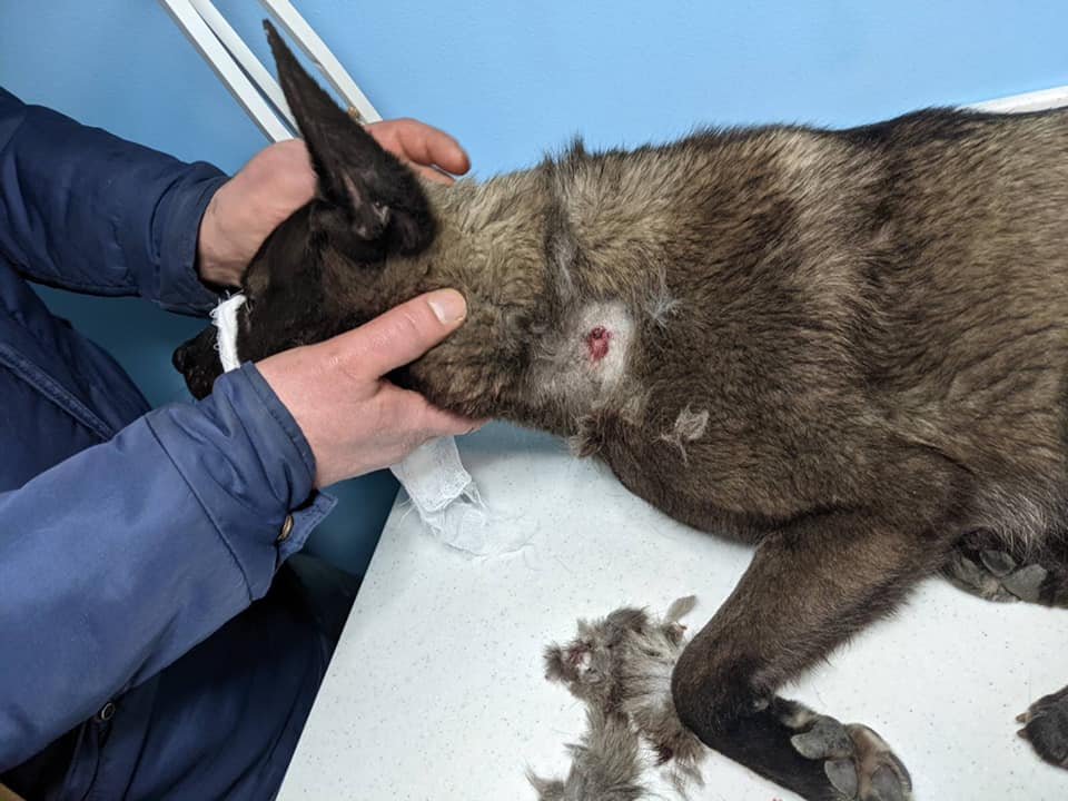 Выстрелили в шею, морили голодом и лишили зрения: каким животным в Днепре нужна помощь 3