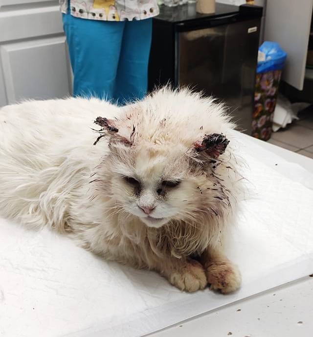 Выстрелили в шею, морили голодом и лишили зрения: каким животным в Днепре нужна помощь 4