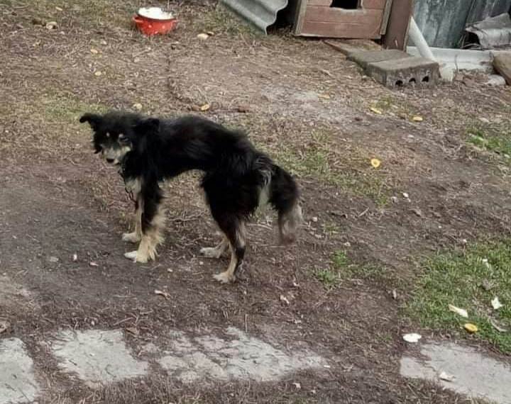 Выстрелили в шею, морили голодом и лишили зрения: каким животным в Днепре нужна помощь 5