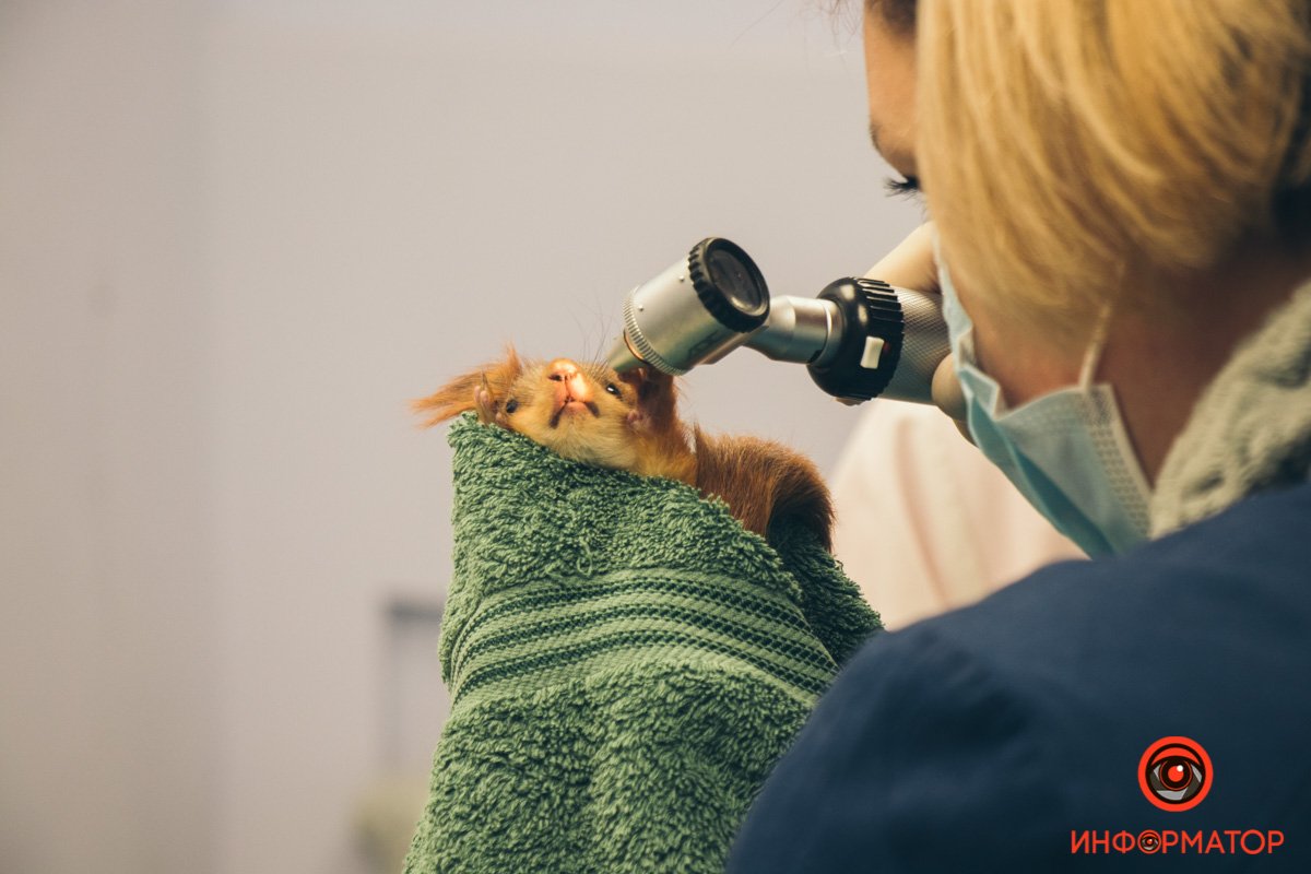 Белка выдержала экзекуцию 