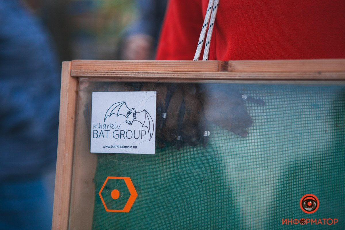 Летом они должны мигрировать в леса для размножения