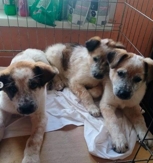 Трое щенят росли в ужасных условиях