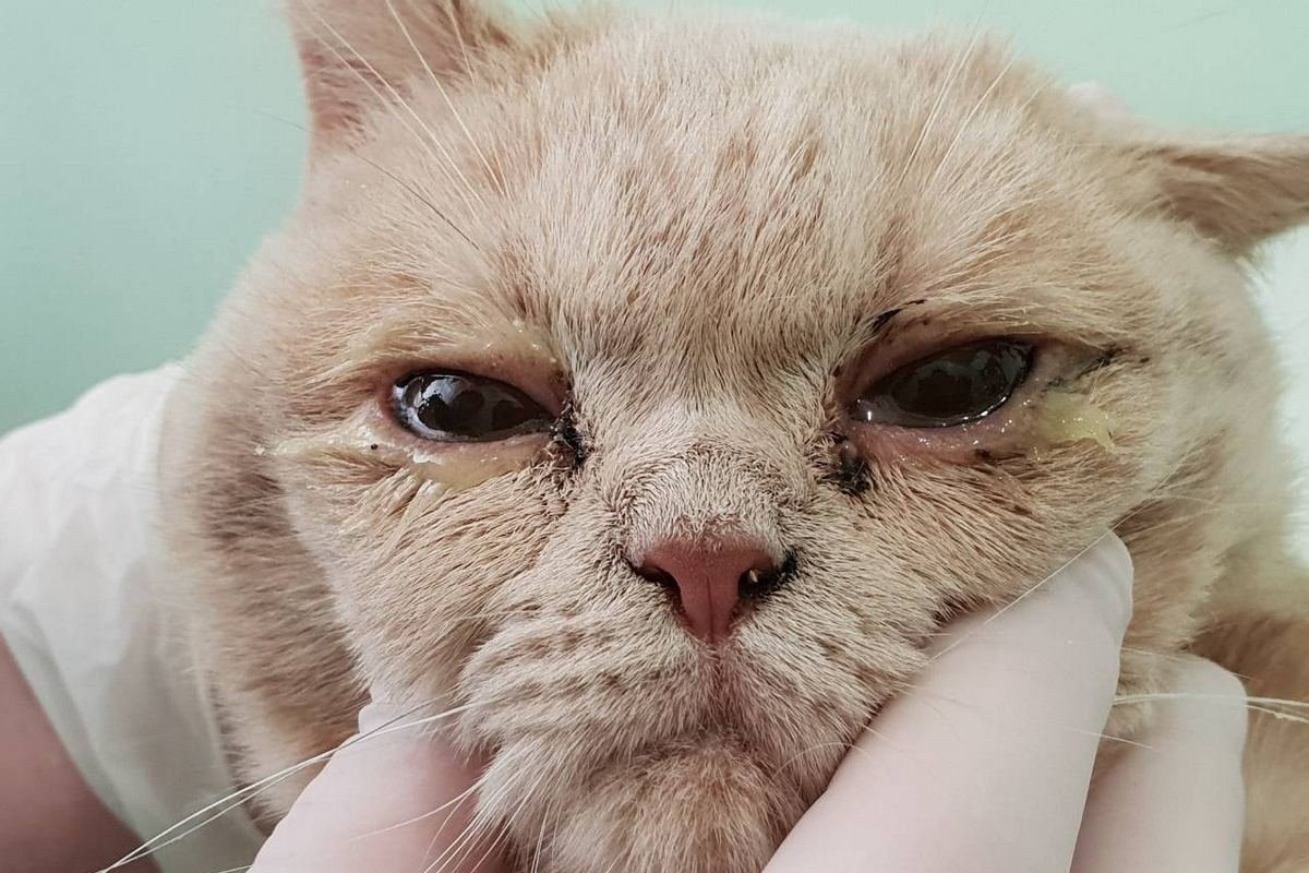 Персика бросили в лечебнице, когда узнали, сколько стоит его лечение