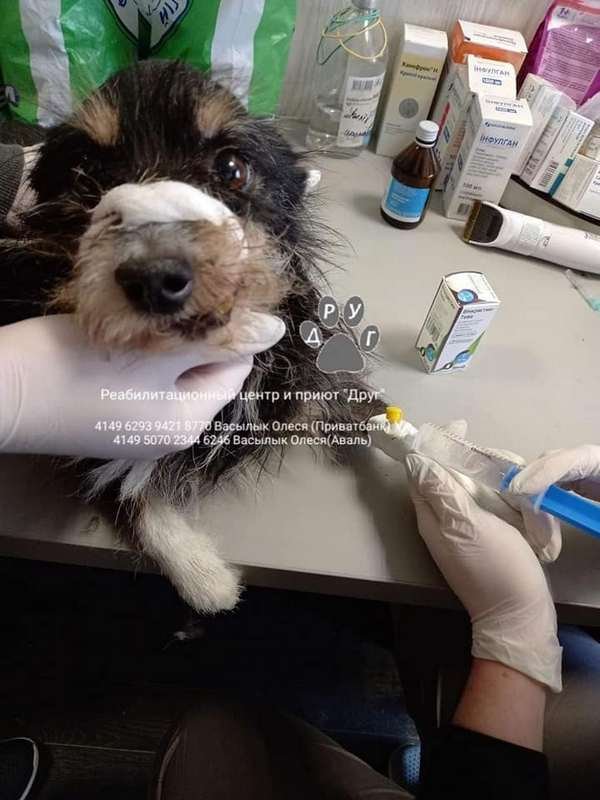 У Криспина венерическая саркома