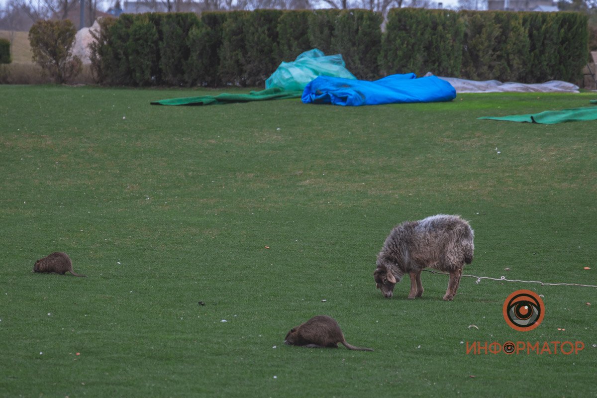 Пасутся нутрии и барашек