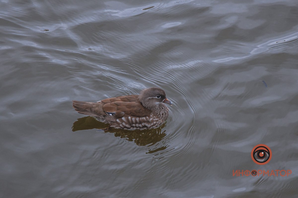 Почему такой милый 