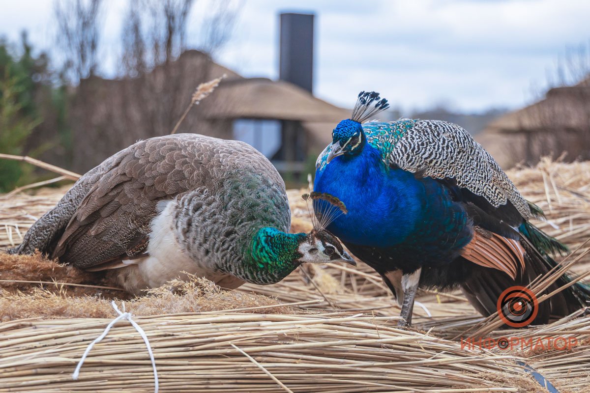 Важный диалог 