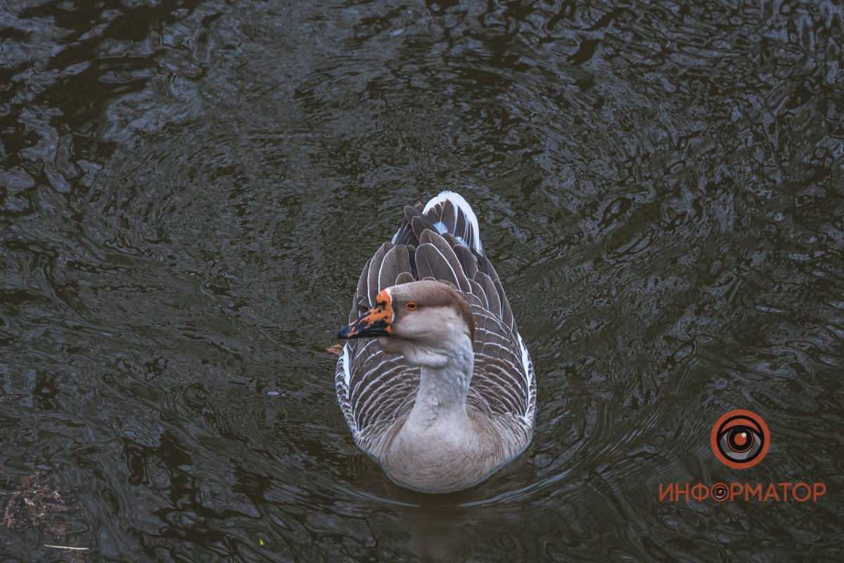 Поплыл по делам 